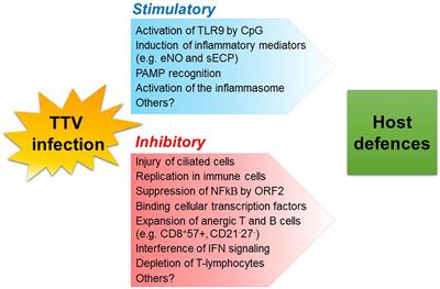 The Virome and Its Major Component, Anellovirus, a Convoluted System Molding Human Immune Defenses and Possibly Affecting the Development of Asthma and Respiratory Diseases in Childhood